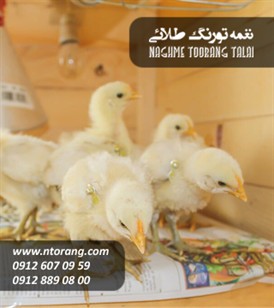 فروش جوجه گوشتی خورشید جوجه